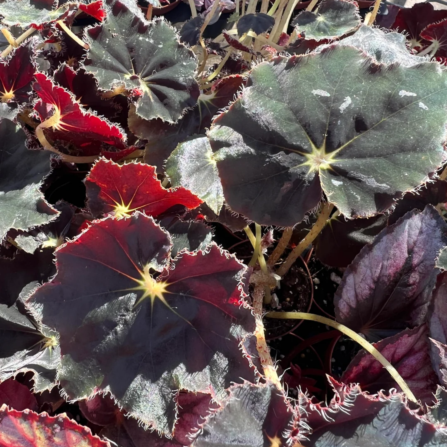 2 Begonia, Begonia Live Plants, Multi Color Begonia Plants Indoor Live From 4 Inches Tall, House Plants - Image 5