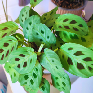 2 Prayer Plants, Maranta Plants, Live Prayer Plants Indoor, Prayer Plants Live Houseplants, 4 Inches Tall No Pot