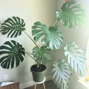 Monstera Deliciosa Live Plant, Live Monstera Plant, Live Plant Indoor From 4 to 6 Inches Height No Pot