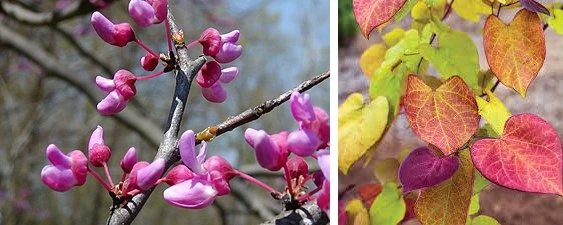 Pink-purple flowers and heart-shaped leaves of Eastern Redbud tree