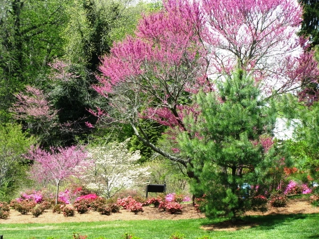 planting Eastern Redbuds alongside other flowering shrubs and perennials