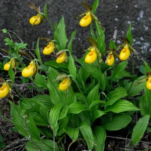 Large Yellow Lady Slipper Orchid Plant Blooming Size Bud Root, Live Yellow Orchid Plants Buds for Planting, Rare Orchids Plant, Lady's Slipper Orchid Live