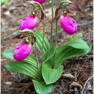 Set 3 Live Pink Lady Slipper Orchid Plant Bud Roots, Live Pink Orchid Plants Buds for Planting, Rare Orchids Plant, Lady's Slipper Orchid Live