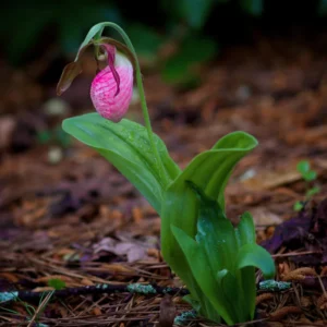 2 Pink Lady Slipper Orchid Plant Live Bud Roots, Live Orchid Plants Bud for Planting, Rare Orchids Plant