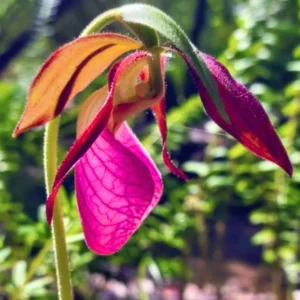 2 Pink Lady Slipper Orchid Plant Live Bud Roots, Live Orchid Plants Bud for Planting, Rare Orchids Plant