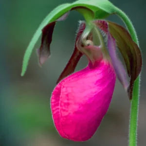 2 Pink Lady Slipper Orchid Plant Live Bud Roots, Live Orchid Plants Bud for Planting, Rare Orchids Plant