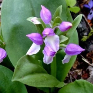 Set 4 Live Showy Lady Slipper Orchid Plant Bud Roots, Live Purple White Orchid Plants Buds for Planting, Rare Orchids Plant, Lady's Slipper Orchid Live