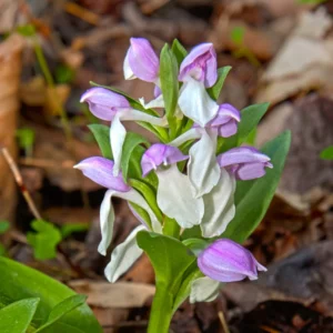 Set 4 Live Showy Lady Slipper Orchid Plant Bud Roots, Live Purple White Orchid Plants Buds for Planting, Rare Orchids Plant, Lady's Slipper Orchid Live
