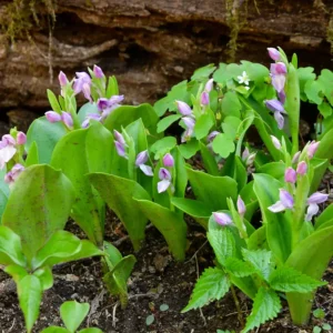 Set 4 Live Showy Lady Slipper Orchid Plant Bud Roots, Live Purple White Orchid Plants Buds for Planting, Rare Orchids Plant, Lady's Slipper Orchid Live