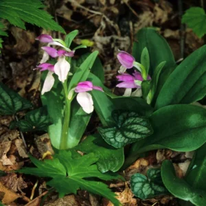 Set 4 Live Showy Lady Slipper Orchid Plant Bud Roots, Live Purple White Orchid Plants Buds for Planting, Rare Orchids Plant, Lady's Slipper Orchid Live