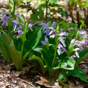 Set 4 Live Showy Lady Slipper Orchid Plant Bud Roots, Live Purple White Orchid Plants Buds for Planting, Rare Orchids Plant, Lady's Slipper Orchid Live