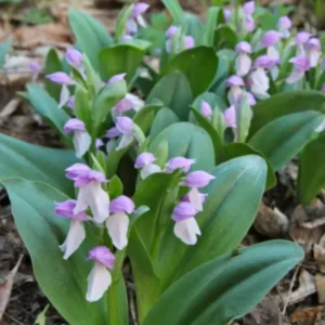 Set 4 Live Showy Lady Slipper Orchid Plant Bud Roots, Live Purple White Orchid Plants Buds for Planting, Rare Orchids Plant, Lady's Slipper Orchid Live