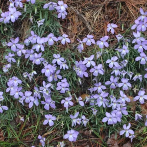 Set 2 Large Violet Plants Live, Blue to Dark Purple Viola Plants Live Roots for Planting, Clumping Perennial Plants