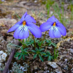 Set 2 Large Violet Plants Live, Blue to Dark Purple Viola Plants Live Roots for Planting, Clumping Perennial Plants