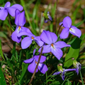 Set 4 Large Blue to Dark Purple Viola Plants Live Roots for Planting, Violet Plants Live, Clumping Perennial Plants, Zone 4-8