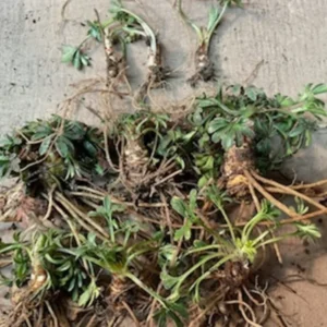 Set 4 Large Blue to Dark Purple Viola Plants Live Roots for Planting, Violet Plants Live, Clumping Perennial Plants, Zone 4-8