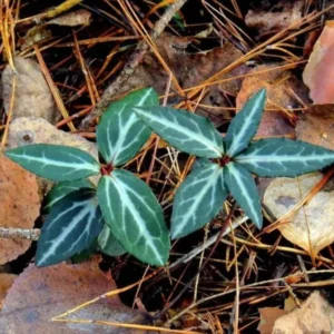 5 Striped Wintergreen Plants Live Bare Root Plants, Ground Cover Plant, Dark Green, Variegated Leaves, White Bloom in Summer