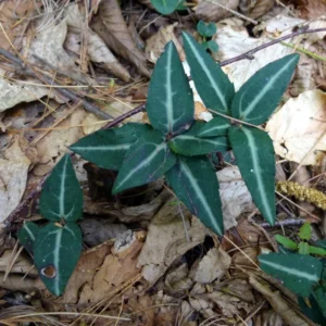 5 Striped Wintergreen Plants Live Bare Root Plants, Ground Cover Plant, Dark Green, Variegated Leaves, White Bloom in Summer
