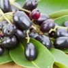 Black Plum Tree Live Plant, Java Plum Tree, Syzygium Malabar Plum Plant, Jamun Duhat Tree, 14 to 22 Inc Tall, No Pot