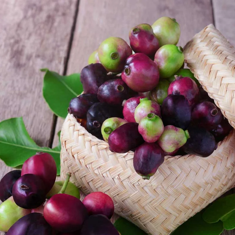 Black Plum Tree Live Plant, Java Plum Tree, Syzygium Malabar Plum Plant, Jamun Duhat Tree, 14 to 22 Inc Tall, No Pot