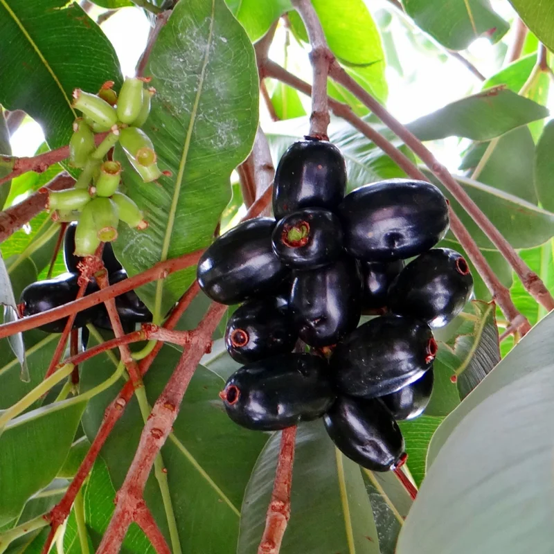 Java Plum Tree, Black Plum Tree Live Plant, Syzygium Malabar Plum Plant, 14 to 22 Inc Tall, No Pot, Jamun Duhat Tree