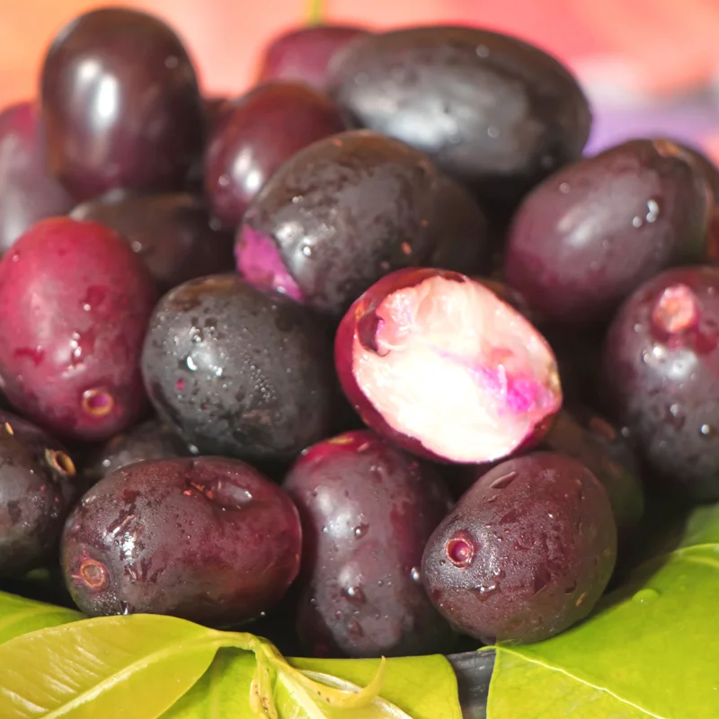 Java Plum Tree, Black Plum Tree Live Plant, Syzygium Malabar Plum Plant, 14 to 22 Inc Tall, No Pot, Jamun Duhat Tree