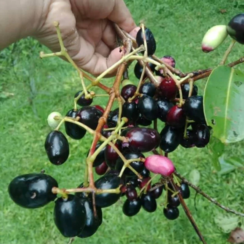 Syzygium Malabar Plum Plant Tree Live, Jamun Duhat Tree, 14 to 22 Inc Tall, No Pot, Black Plum Tree Live Plant, Java Plum Tree