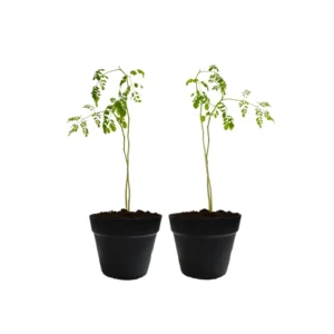 Live Moringa Tree Plant, 6 to 14 Inc in Tall, Malunggay Tree, Moringa Oliefera Plants, Horseradish Drumstick Tree for Planting