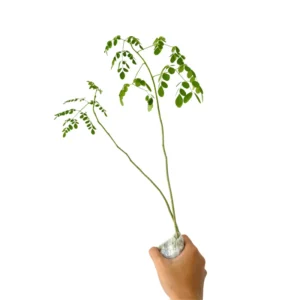 3 Moringa Tree Live Plant, 6 to 14 Inc in Tall, Malunggay Tree, Moringa Oliefera Plants, Horseradish Drumstick Tree for Planting