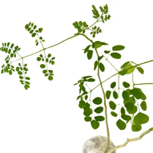 3 Moringa Tree Live Plant, 6 to 14 Inc in Tall, Malunggay Tree, Moringa Oliefera Plants, Horseradish Drumstick Tree for Planting