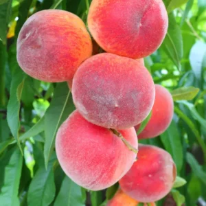 Lady Peach Tree Live Plant, 8 to 14 Inc in Height, Sweet Peach Tree for Planting, Live Peach Tree