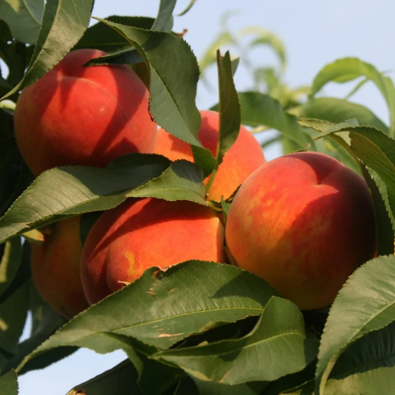 Lady Peach Tree Live Plant, 8 to 14 Inc in Height, Sweet Peach Tree for Planting, Live Peach Tree
