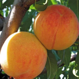 Lady Peach Tree Live Plant, 8 to 14 Inc in Height, Sweet Peach Tree for Planting, Live Peach Tree