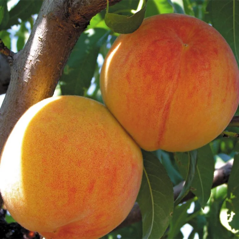 Lady Peach Tree Live Plant, 8 to 14 Inc in Height, Sweet Peach Tree for Planting, Live Peach Tree