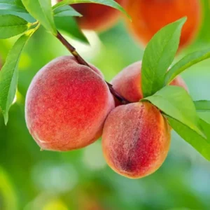 Peach Tree Live Plant, Sweet Lady Peach Tree for Planting, Live Peach Tree, 8 to 14 Inc in Height
