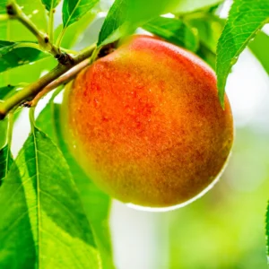 Peach Tree Live Plant, Sweet Lady Peach Tree for Planting, Live Peach Tree, 8 to 14 Inc in Height