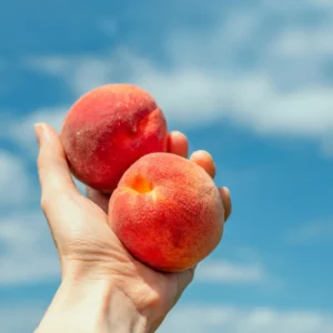 Peach Tree Live Plant, Sweet Lady Peach Tree for Planting, Live Peach Tree, 8 to 14 Inc in Height