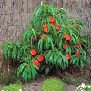 Sweet Peach Tree for Planting, Live Peach Tree, Lady Peach Tree Live Plant, 8 to 14 Inc in Tall