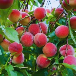 Sweet Peach Tree for Planting, Live Peach Tree, Lady Peach Tree Live Plant, 8 to 14 Inc in Tall