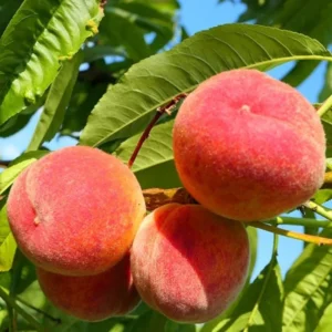 Sweet Peach Tree for Planting, Live Peach Tree, Lady Peach Tree Live Plant, 8 to 14 Inc in Tall