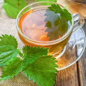 Stinging Nettle Plant Live, Common Nettle Plant, Herb Plant Stinging Nettle, 8 to 14 Inc Tall