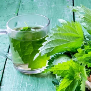 Stinging Nettle Plant Live, Common Nettle Plant, Herb Plant Stinging Nettle, 8 to 14 Inc Tall