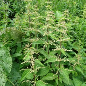 Stinging Nettle Plant Live, Common Nettle Plant, Herb Plant Stinging Nettle, 8 to 14 Inc Tall