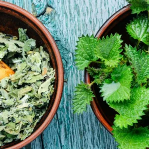 Stinging Nettle Plant Live, Common Nettle Plant, Herb Plant Stinging Nettle, 8 to 14 Inc Tall