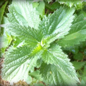 Stinging Nettle Plant Live, Common Nettle Plant, Herb Plant Stinging Nettle, 8 to 14 Inc Tall