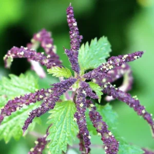 Stinging Nettle Plant Live, Common Nettle Plant, Herb Plant Stinging Nettle, 8 to 14 Inc Tall