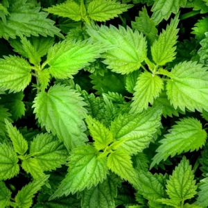 2 Stinging Nettle Plants Live, Common Nettle Plants, Herb Plant Stinging Nettle, 8 to 14 Inc Tall