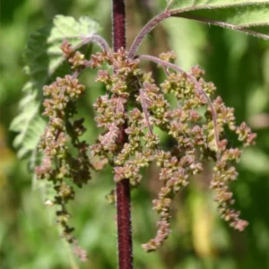 2 Stinging Nettle Plants Live, Common Nettle Plants, Herb Plant Stinging Nettle, 8 to 14 Inc Tall