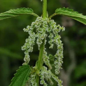 3 Stinging Common Nettle Plant, Nettle Plant Live, Herb Plant Stinging Nettle, 8 to 14 Inc Tall