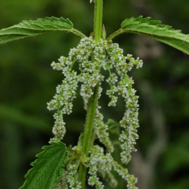 3 Stinging Common Nettle Plant, Nettle Plant Live, Herb Plant Stinging Nettle, 8 to 14 Inc Tall